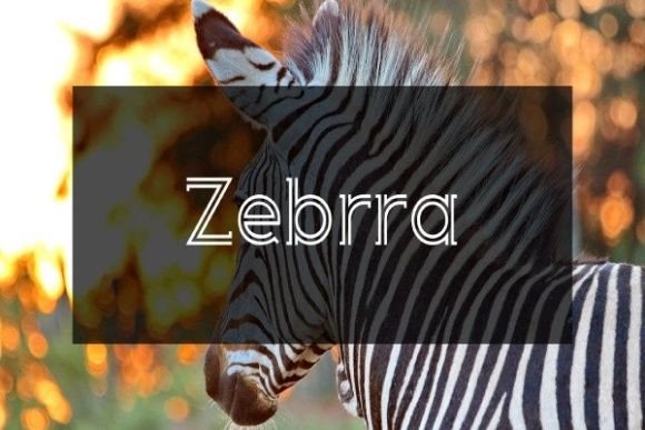 Zebrra: The Display Typeface That Elevates Campaign Visuals